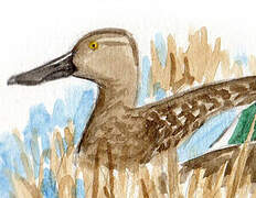 Cape Shoveler