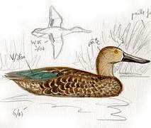 Cape Shoveler