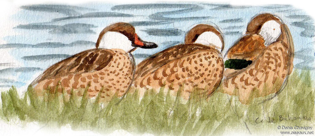 White-cheeked Pintail