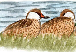 White-cheeked Pintail