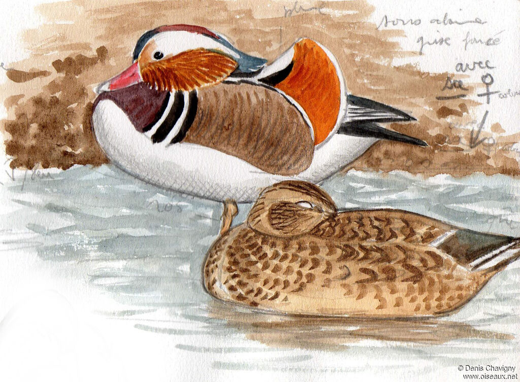 Canard mandarin mâle adulte, identification