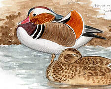 Mandarin Duck