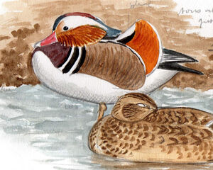 Canard mandarin