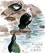 Canard musqué