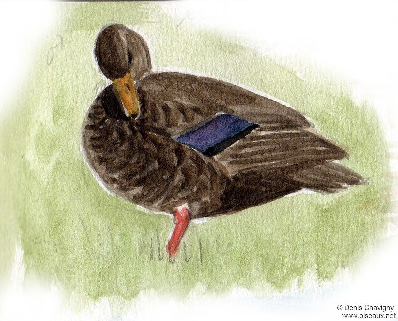 Canard noir mâle, identification, soins