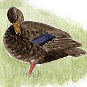 American Black Duck