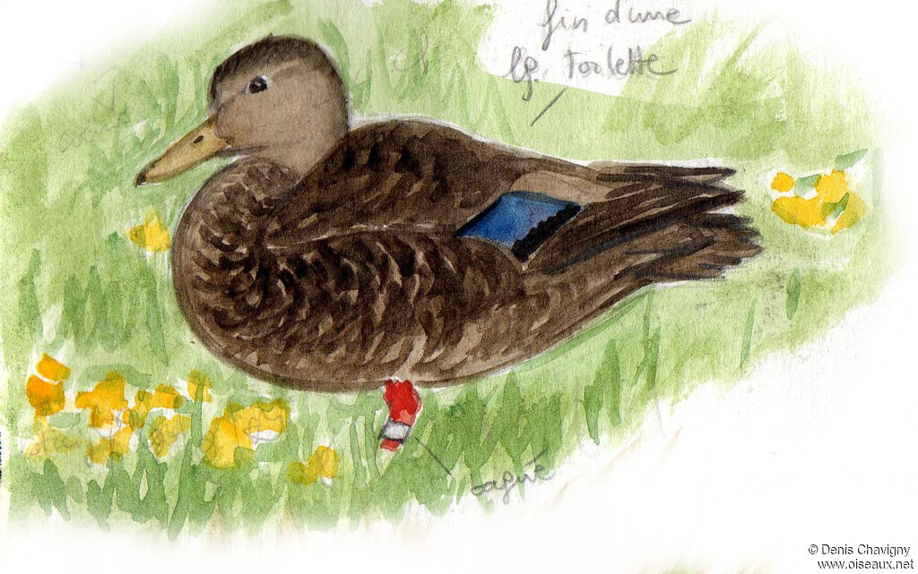 American Black Duck male adult, identification