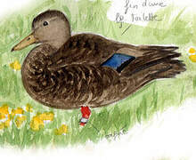 American Black Duck