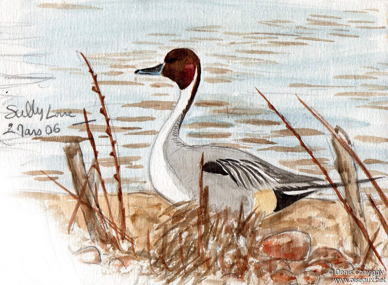 Northern Pintail male adult breeding, identification