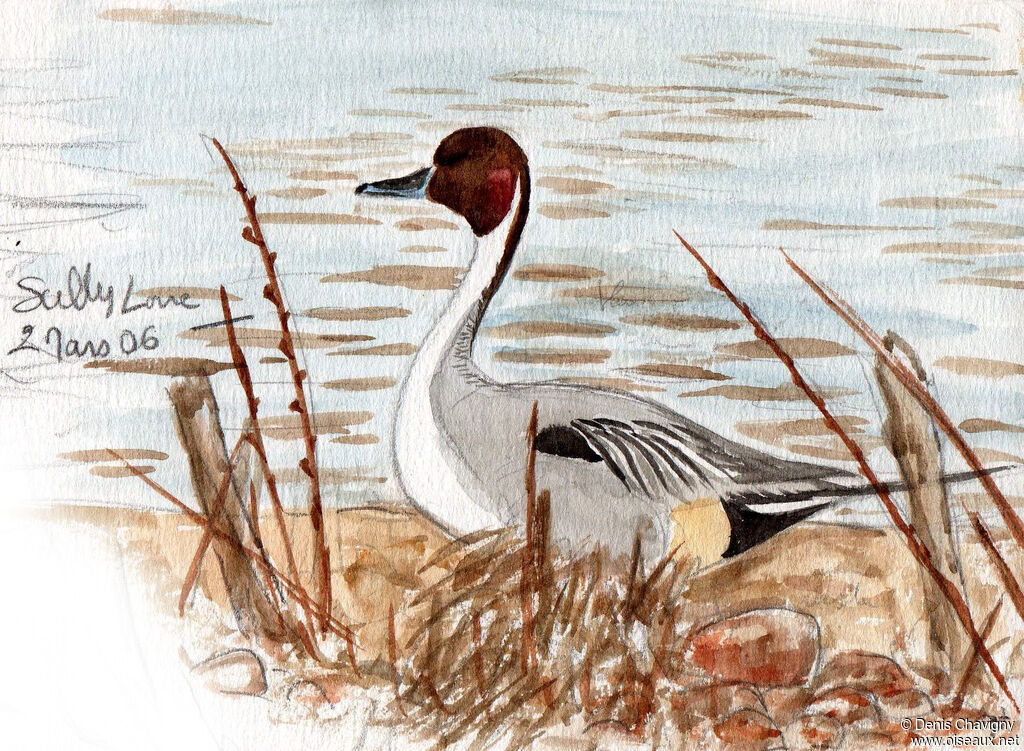 Northern Pintail male adult breeding, identification