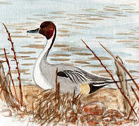 Northern Pintail