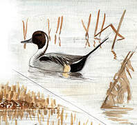 Northern Pintail