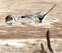 Northern Pintail