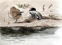 Northern Pintail