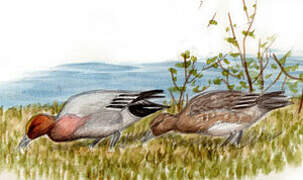 Eurasian Wigeon