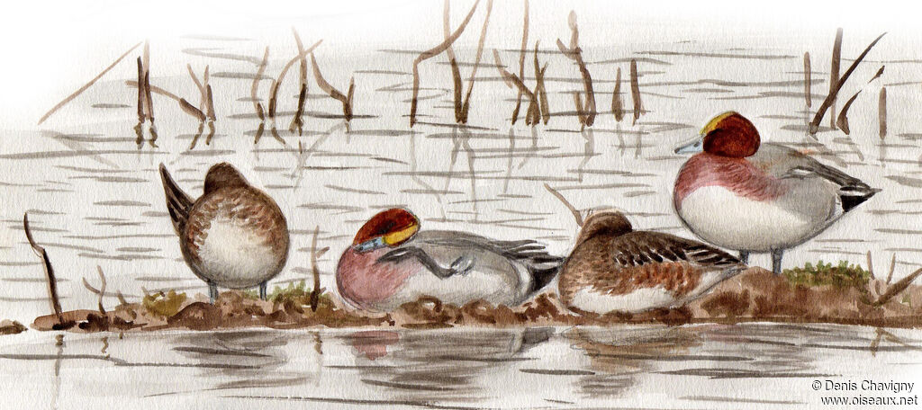 Eurasian Wigeon, habitat, care