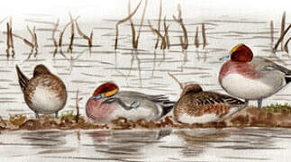 Eurasian Wigeon