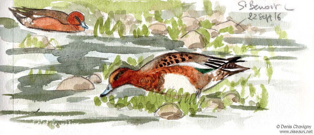 Eurasian Wigeon male adult post breeding, habitat