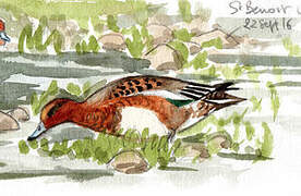 Eurasian Wigeon