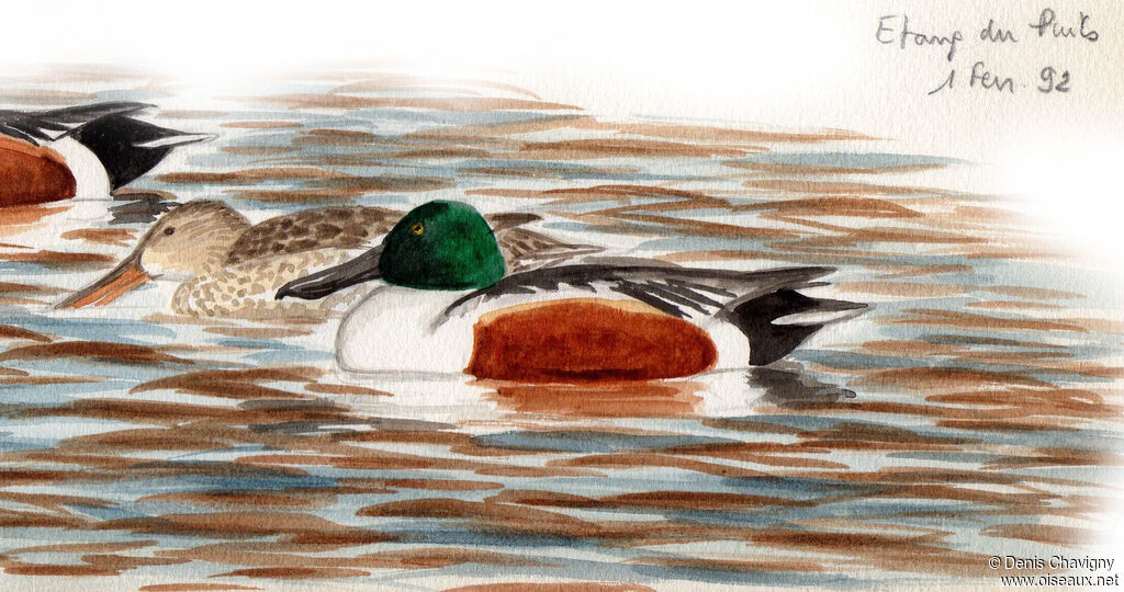 Northern Shoveleradult, swimming