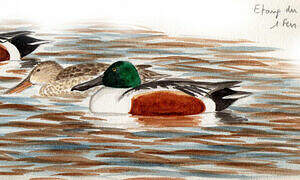 Northern Shoveler