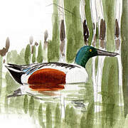 Northern Shoveler