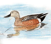 Red Shoveler