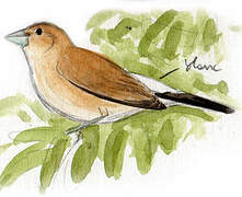 Indian Silverbill