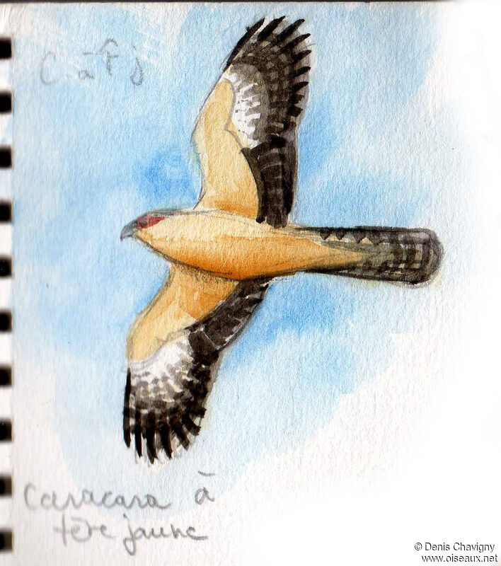 Yellow-headed Caracara, Flight