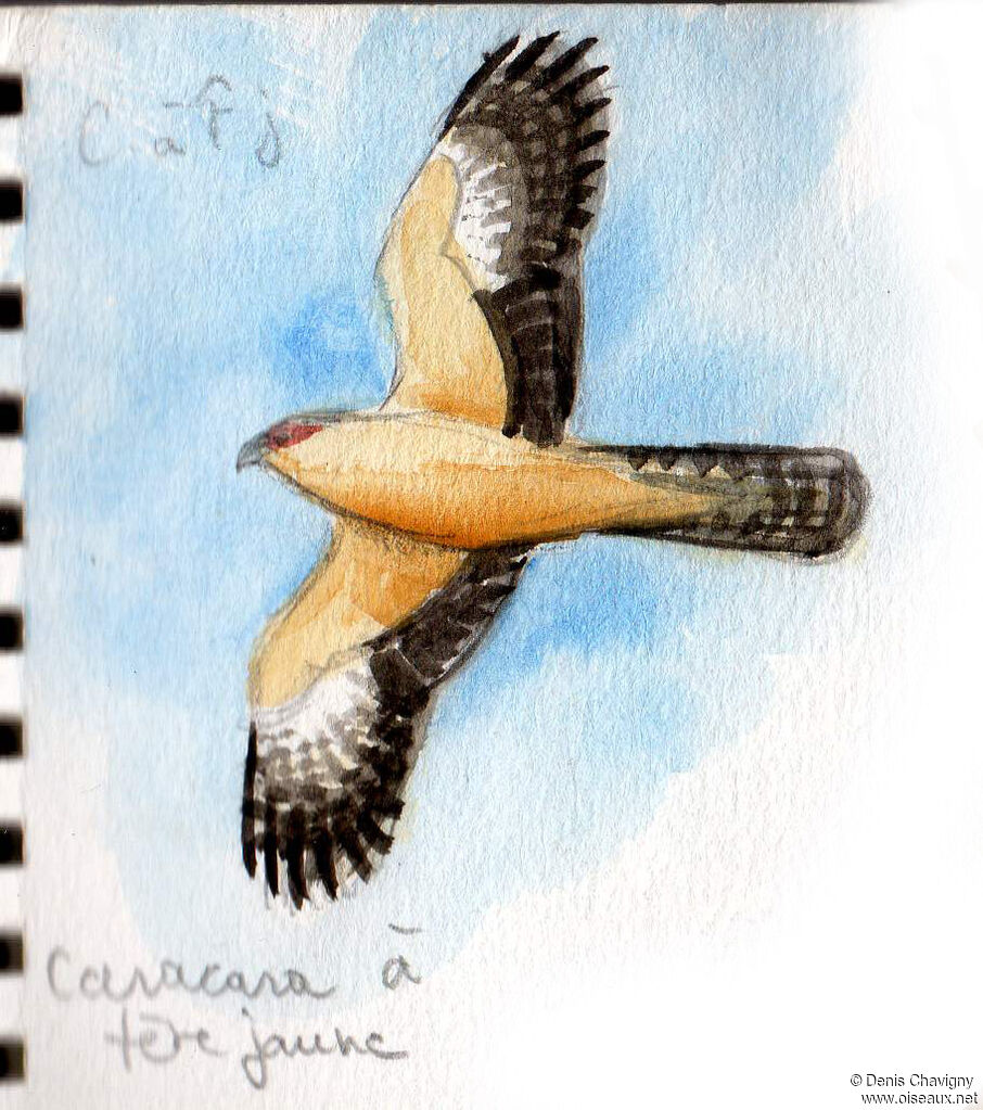 Yellow-headed Caracara, Flight