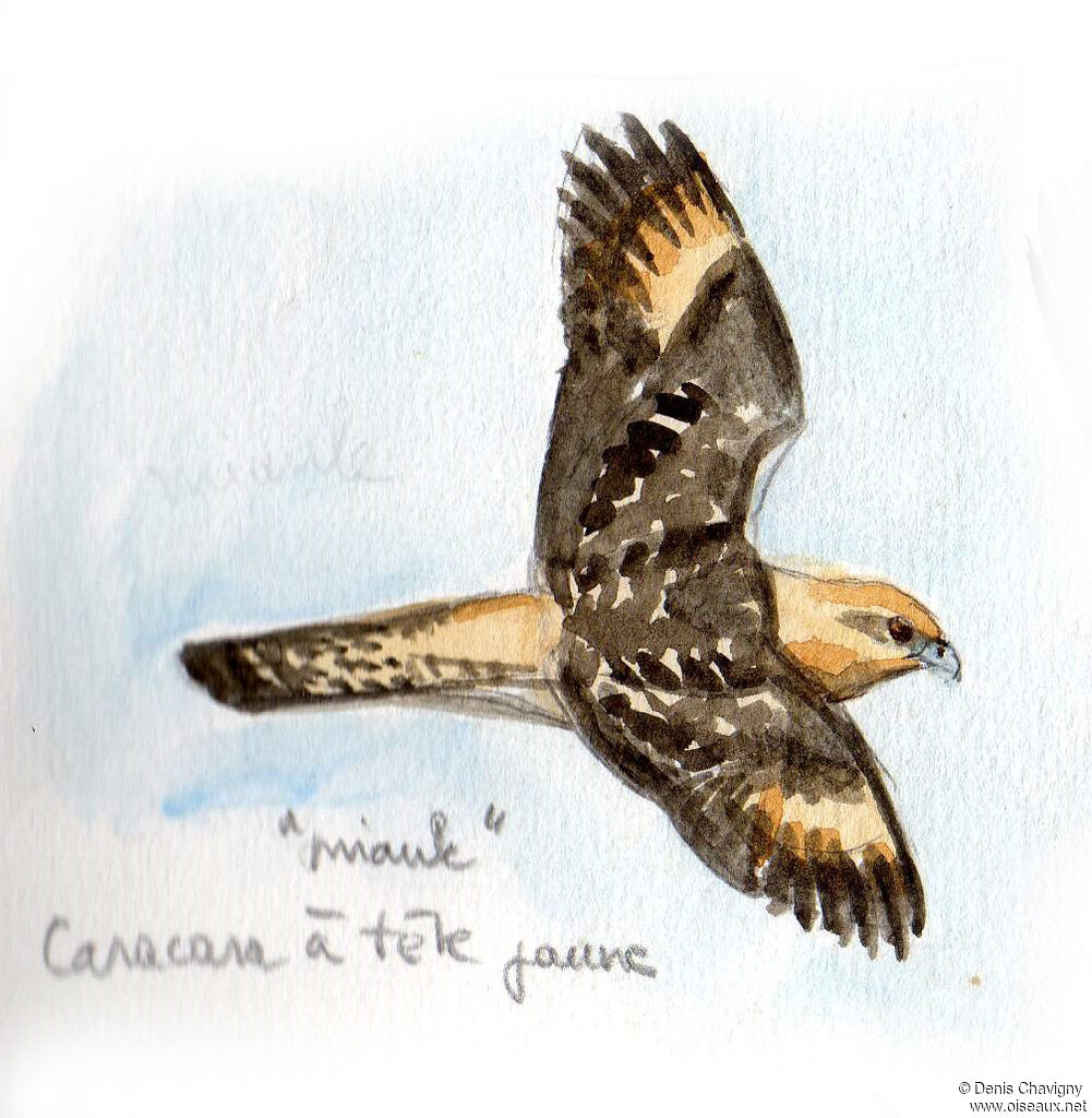 Caracara à tête jaune, Vol