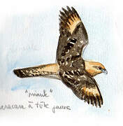 Yellow-headed Caracara