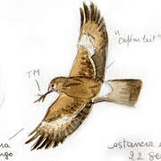 Caracara chimango