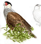 Southern Crested Caracara