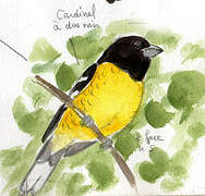 Black-backed Grosbeak