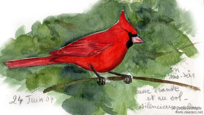 Cardinal rouge mâle adulte, identification
