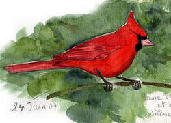 Cardinal rouge