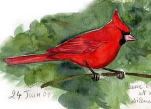 Northern Cardinal Cardinalis Cardinalis