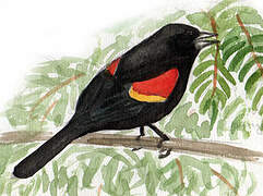 Red-winged Blackbird