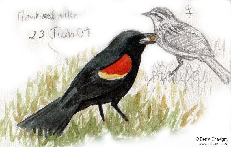 Red-winged Blackbirdadult