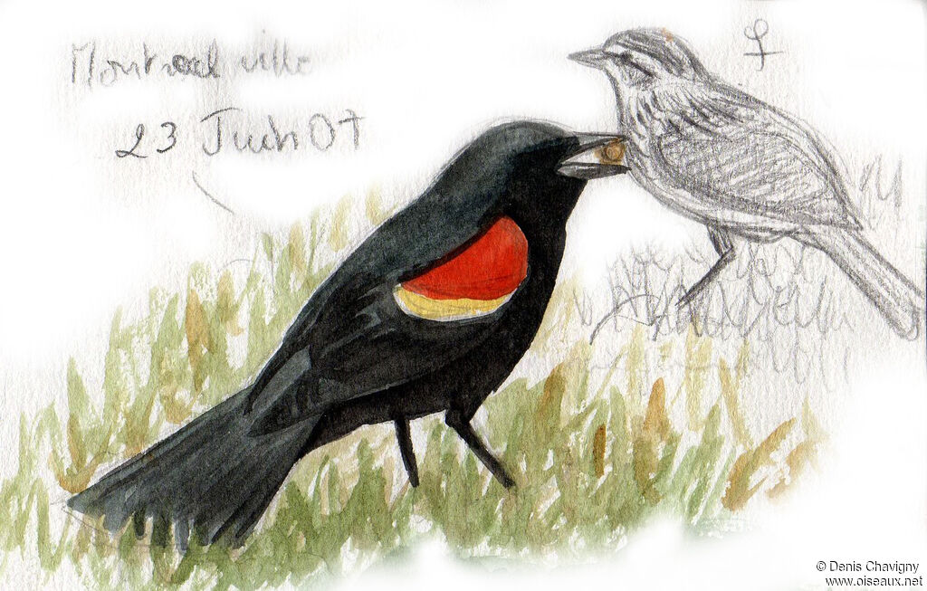 Red-winged Blackbirdadult