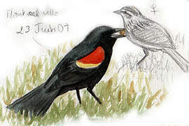 Red-winged Blackbird