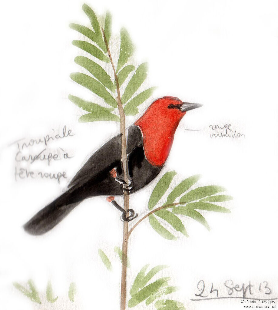 Carouge à tête rouge adulte, habitat