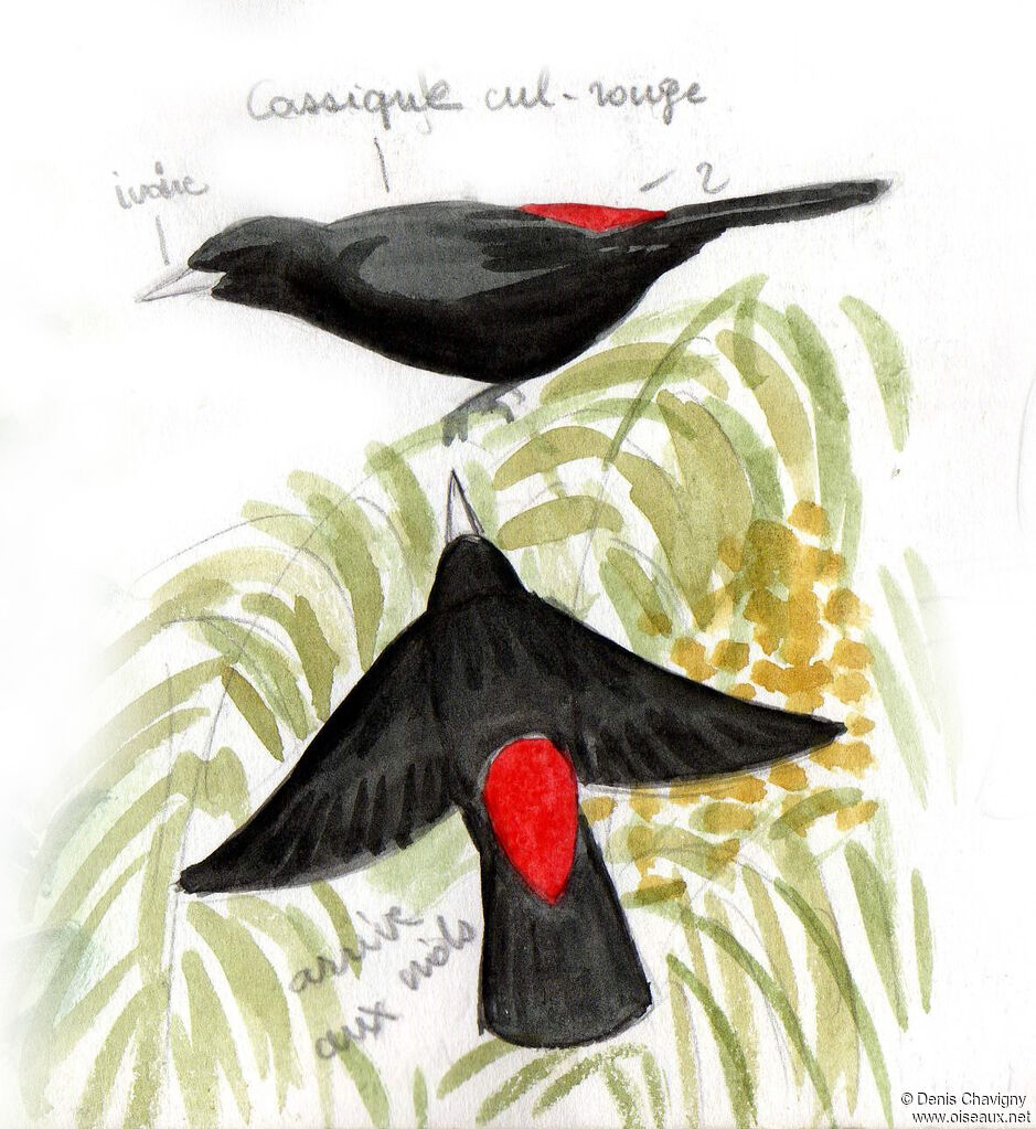 Red-rumped Cacique, Flight