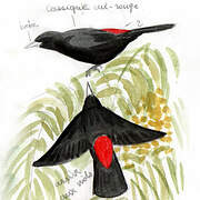 Red-rumped Cacique