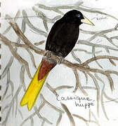 Crested Oropendola