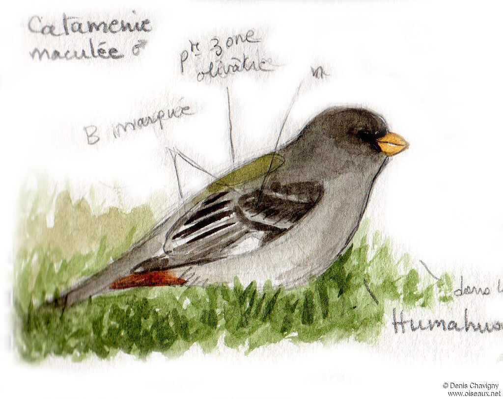 Cataménie maculée mâle adulte, identification