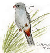 Plain-colored Seedeater