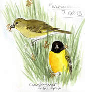 Thick-billed Siskin