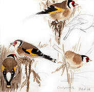 European Goldfinch